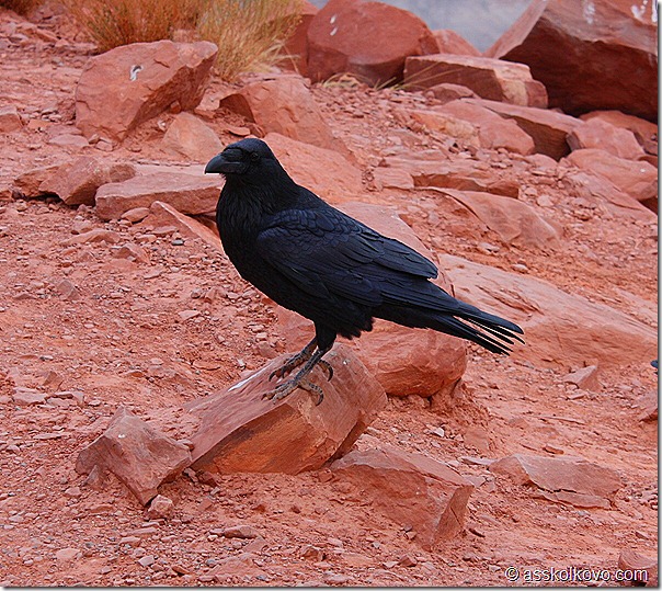 crow