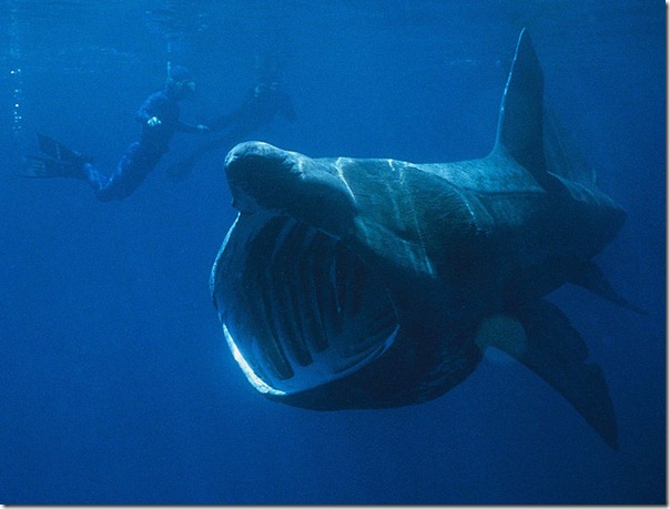 Basking_Shark