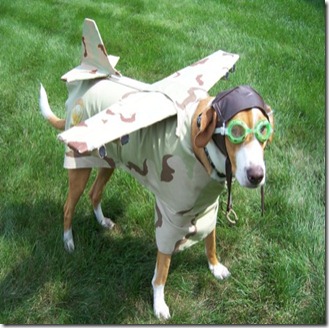 dog-in-pilot-costume